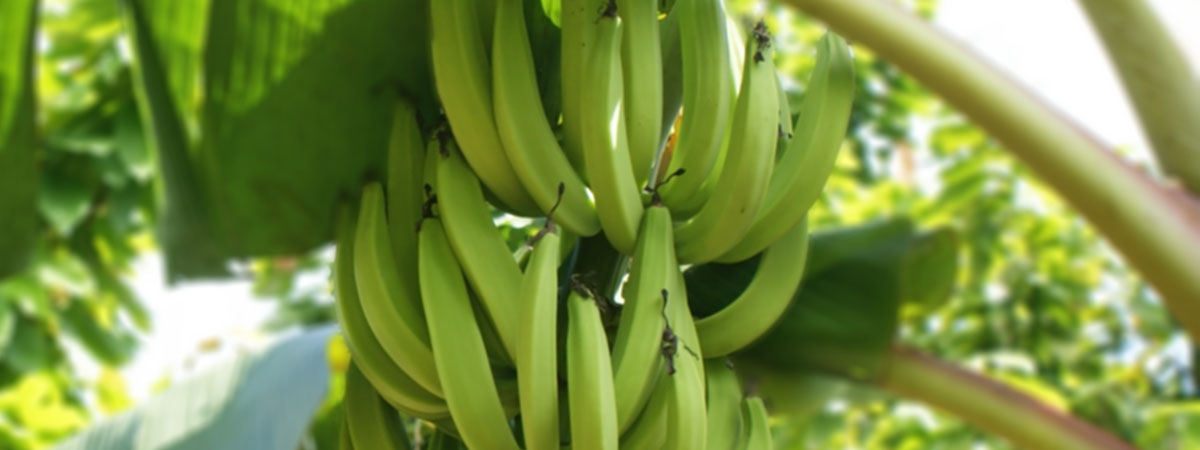 plantain